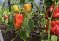 Saldos piparus sēju tikai konkrētās dienās: vecs agronoma knifs, kas ražu ļauj dubultot