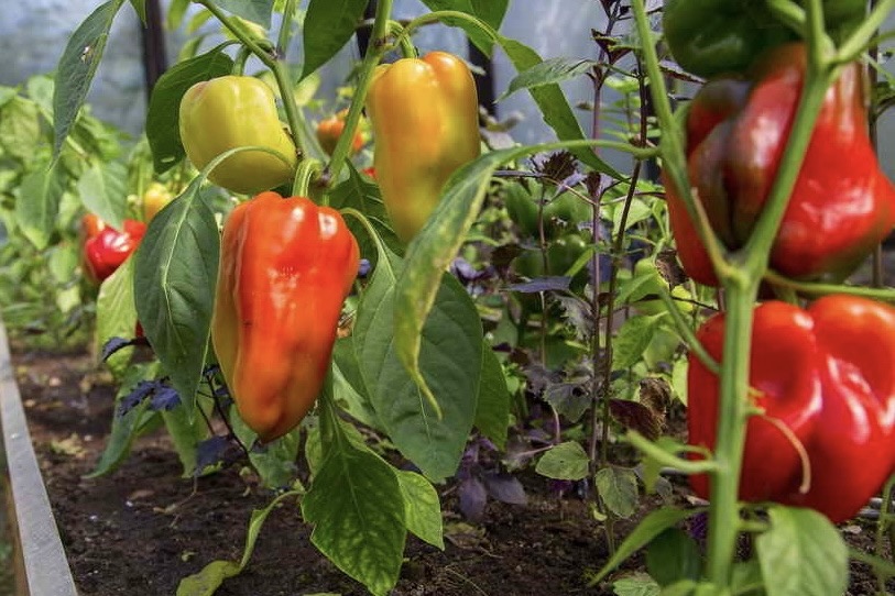 Saldos piparus sēju tikai konkrētās dienās: vecs agronoma knifs, kas ražu ļauj dubultot