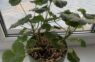 Greznās pelargonijas februārī: viena kļūda, kuras dēļ tās nīkuļo un kavē augšanu