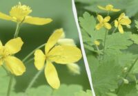 Kāpēc pieredzējuši dārznieki nekad nesteidz raut ārā strutenes: ko šis augs vēsta par zemes auglību