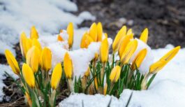 Ko latviešu tautas ticējumi vēsta par gaidāmo martu: “Jāskatās kāds bijis janvāris, tad visu zināsim”