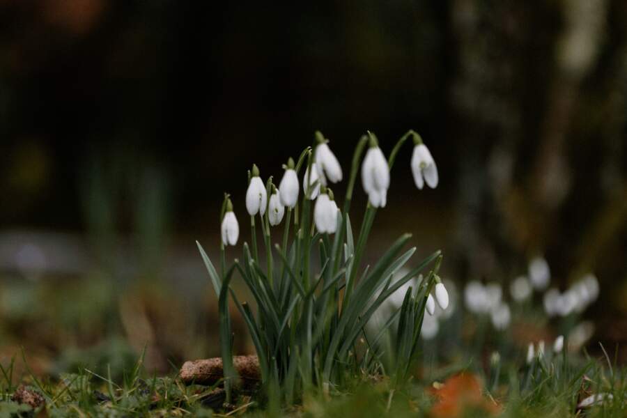 Sinoptiķi iepriecina ar prognozi: “Ziema gatava atkāpties un ir zināms, kad sniegpulkstenītes sprauksies ārā no zemes”