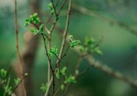 Senču zīmes 26.–27. februārī atklāj, kad gaidāmi pirmie +20°C un īstais pavasaris