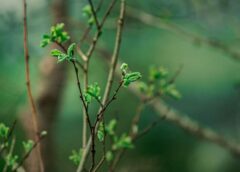 Senču zīmes 26.–27. februārī atklāj, kad gaidāmi pirmie +20°C un īstais pavasaris