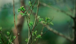 Senču zīmes 26.–27. februārī atklāj, kad gaidāmi pirmie +20°C un īstais pavasaris