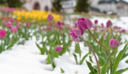 Siltums būs īslaicīgs – meteorologi prognozē ziemas apstākļu atgriešanos un nosauc tā datumu