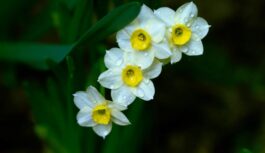 Pirmoreiz kopš 2004. gada: meteorologi atklāj, kādas krasas pārmaiņas mūs sagaida no 2. marta