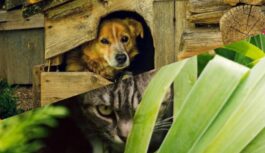 Kaķis visu laiku čiepa ēdienu no kaimiņu suņa trauka – pēc laika mēs uzzinājām kādēļ viņš to dara Kaķis visu laiku čiepa ēdienu no kaimiņu suņa trauka – pēc laika mēs uzzinājām kādēļ viņš to dara