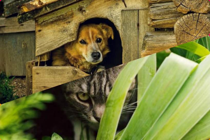 Kaķis visu laiku čiepa ēdienu no kaimiņu suņa trauka – pēc laika mēs uzzinājām kādēļ viņš to dara