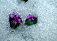 Sinoptiķis pēc jaunākajām prognozēm atklāj ko gaidīt drīzumā: “Pavasaris nebūs viegls, tas ir skaidrs”