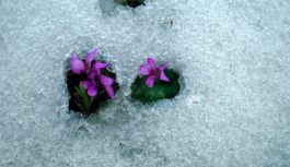 Sinoptiķis pēc jaunākajām prognozēm atklāj ko gaidīt drīzumā: “Pavasaris nebūs viegls, tas ir skaidrs” Sinoptiķis pēc jaunākajām prognozēm atklāj ko gaidīt drīzumā: “Pavasaris nebūs viegls, tas ir skaidrs”