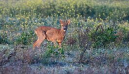 Pavasari šogad gaidām īpaši: zināms, kurā datumā daba varētu sākt mosties