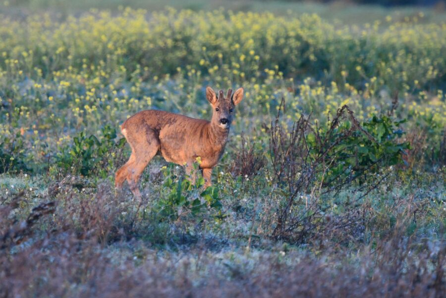Pavasari šogad gaidām īpaši: zināms, kurā datumā daba varētu sākt mosties
