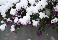 Marts mūs vēl pārsteigs: sinoptiķu prognozes liecina par neparastiem laikapstākļiem līdz pat septembrim