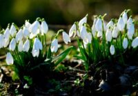 Ziemas “pļauka”: meteorologi atklāj, ka tomēr pēc jaunākajām prognozēm pavasaris nebūs tāds kā cerēts