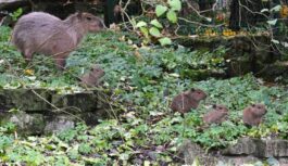 Rīgas zoodārza “fantastiskais piecinieks” ticis pie vārdiem: iepazīstieties ar kapibaru mazuļiem