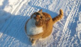 Daudzi Latvijas kaķu īpašnieki var tikt pie 2500 eiro soda, ja savu murrātāju laiž brīvsolī: kas jāzina