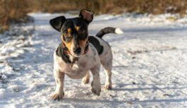 No 2026.gada stingrākas prasības suņu īpašniekiem: “Šādi suni ir aizliegts vest ārā un par to piemērojas sods” No 2026.gada stingrākas prasības suņu īpašniekiem: “Šādi suni ir aizliegts vest ārā un par to piemērojas sods”