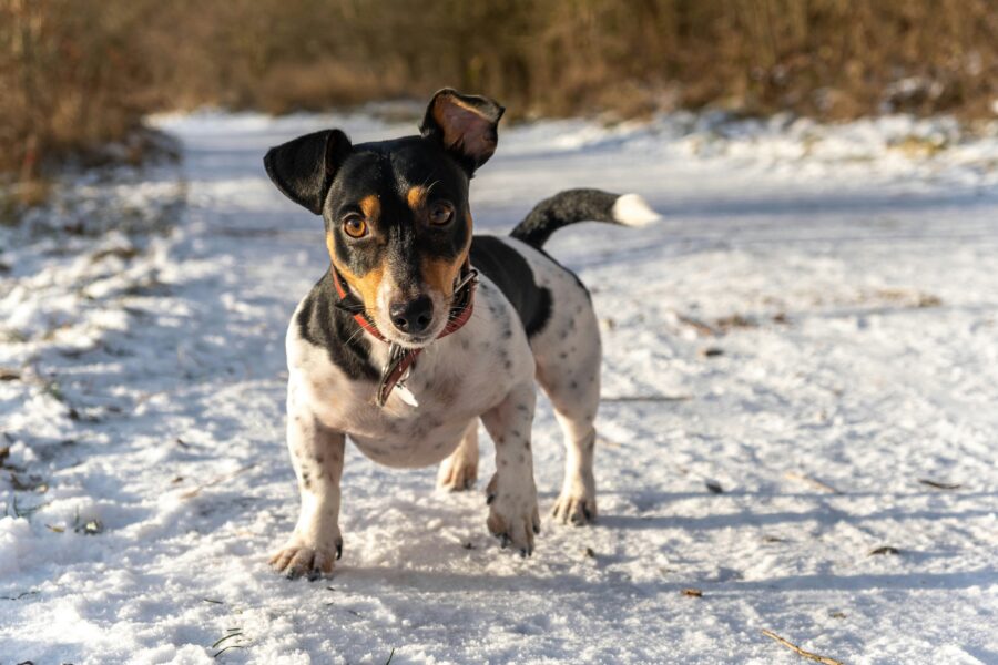No 2026.gada stingrākas prasības suņu īpašniekiem: “Šādi suni ir aizliegts vest ārā un par to piemērojas sods”