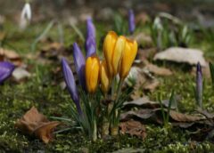 Uzmanīgi ar pavasara plāniem: sinoptiķi brīdina par neparastiem laikapstākļiem martā un aprīlī