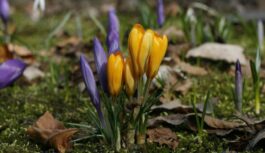 Uzmanīgi ar pavasara plāniem: sinoptiķi brīdina par neparastiem laikapstākļiem martā un aprīlī Uzmanīgi ar pavasara plāniem: sinoptiķi brīdina par neparastiem laikapstākļiem martā un aprīlī