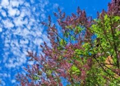 Ziemas varenība strauji beigsies: sinoptiķi marta vidū prognozē negaidītu siltuma vilni un atklāj cik grādu gaidāms