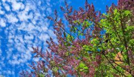 Ziemas varenība strauji beigsies: sinoptiķi marta vidū prognozē negaidītu siltuma vilni un atklāj cik grādu gaidāms Ziemas varenība strauji beigsies: sinoptiķi marta vidū prognozē negaidītu siltuma vilni un atklāj cik grādu gaidāms