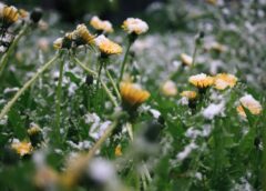 Kupenas izkusīs kā cukurvate: sinoptiķi brīdina par 2026. gada pavasara negaidīto pavērsienu