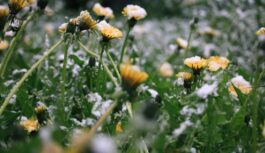 Kupenas izkusīs kā cukurvate: sinoptiķi brīdina par 2026. gada pavasara negaidīto pavērsienu