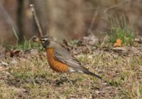 Pavasaris mums vēl rādīs savu raksturu: meteorologi atklāj, kad izkusīs sniegs