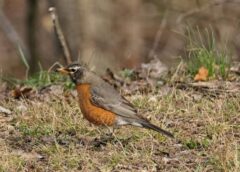 Pavasaris mums vēl rādīs savu raksturu: meteorologi atklāj, kad izkusīs sniegs