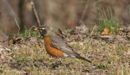 Pavasaris mums vēl rādīs savu raksturu: meteorologi atklāj, kad izkusīs sniegs