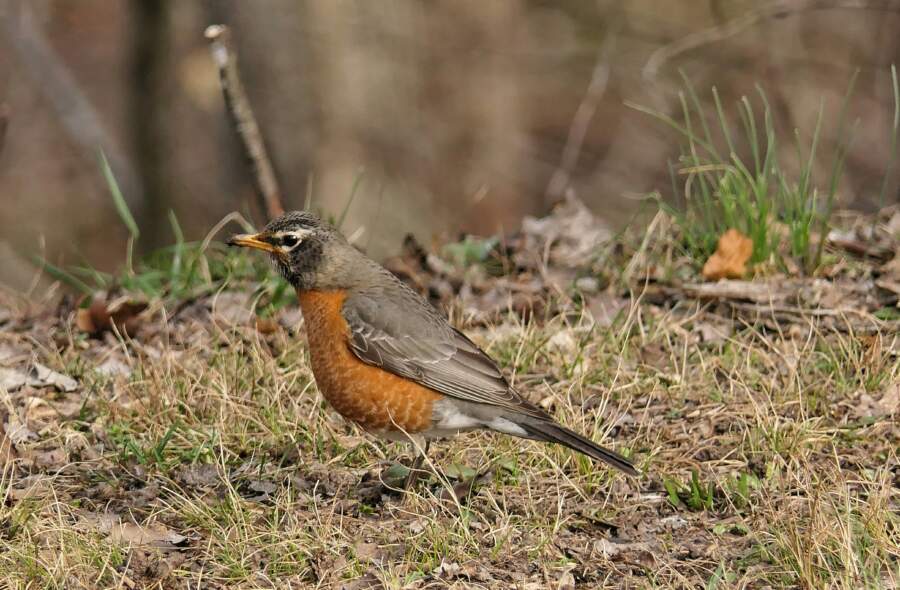 Pavasaris mums vēl rādīs savu raksturu: meteorologi atklāj, kad izkusīs sniegs