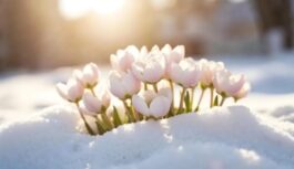 Meteorologi paziņo prieka vēsti: “No 13.februāra gaidāma ievērojama sasilšana un zināms cik grādu būs plusā”