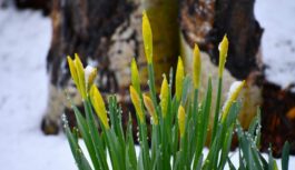 Atkusnis sev līdzi nesīs arī briesmas: “Aicinām iedzīvotājus rēķināties ar riskiem, ko radīs siltums” Atkusnis sev līdzi nesīs arī briesmas: “Aicinām iedzīvotājus rēķināties ar riskiem, ko radīs siltums”