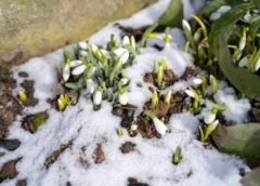 Sniega vētras vai pēkšņs atkusnis – februāra otrā nedēļa solās būt laikapstākļu ziņā unikāla
