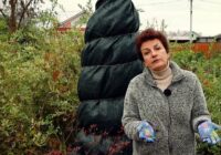 Tūjas var “apdegt” un palikt rudas: kāpēc tieši tagad dārzam vajadzīga palīdzība, lai gan ārā ir sniegs