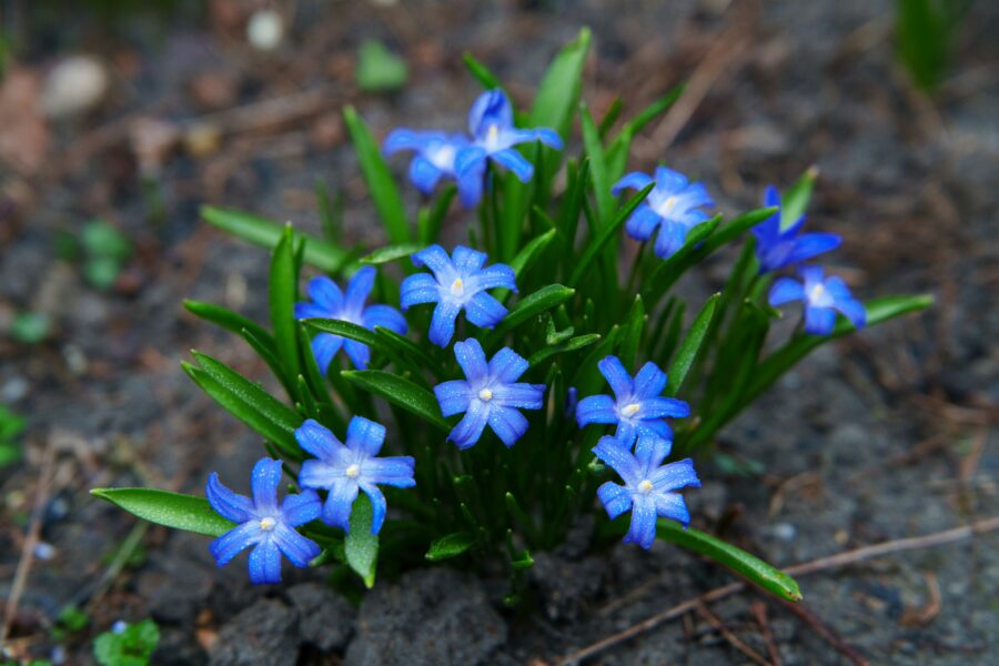 Vai tiešām divas vai trīs nedēļas – meteorologs un dabas vērotājs atklāj savas prognozes par pavasara atnākšanu