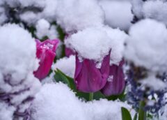 Sagatavojieties sliktākajam scenārijam pavasarī: Latvijas sinoptiķi atklāj kāda bīstamu daba parādība ir mums priekšā