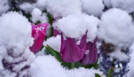 Sagatavojieties sliktākajam scenārijam pavasarī: Latvijas sinoptiķi atklāj kāda bīstamu daba parādība ir mums priekšā Sagatavojieties sliktākajam scenārijam pavasarī: Latvijas sinoptiķi atklāj kāda bīstamu daba parādība ir mums priekšā