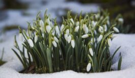 Ziema neatkāpsies bez kaujas: nosaukts precīzs datums, kad beidzot kļūs siltāks un pavasarīgāks