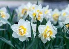 Kāpēc pavasaris šogad solās būt neprognozējams: jaunākie dati liecina par krasām pārmaiņām no 1.marta