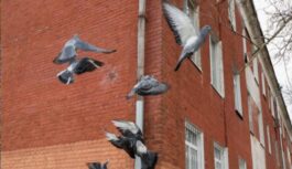 Putns klauvē pie loga: vai tiešām tikai slikta zīme, jeb tam ir pavisam cits izskaidrojums