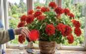 Kāpēc dažas pelargonijas zied tik kupli: meistaru pārbaudīts līdzeklis pavasara mēslošanai