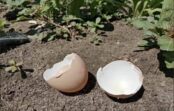 Kāpēc prasmīgas saimnieces nekad nemet ārā olu čaumalas: vērtīgs palīgs dārzā un mājās