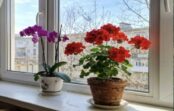 Viena karote šīs eļļas puķupodā – un pelargonijas ar orhidejām ziedēs kā izstādē