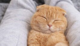 Mīļums nav vienīgais iemesls: ko patiesībā nozīmē kaķa paradums gulēt saimniekam starp kājām