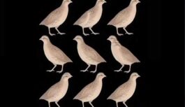 Cik putnu redzat attēlā- lielākā daļa kļūdās: pārbaudiet savu vērību