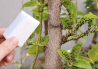 5 sekundes un dārzs tīrs: laputis, skudras un baltmušas nobirst gar zemi – pārbaudīta recepte 5 sekundes un dārzs tīrs: laputis, skudras un baltmušas nobirst gar zemi – pārbaudīta recepte