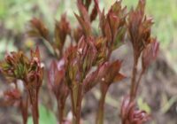 Pievienoju peonijām mēslojumu 3 posmos: beidzot krūms vairs tikai nedzen lapas, bet krāšņi zied